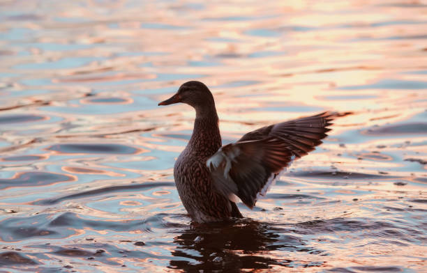A Female Mallard Duck Spreading Her Wings on Water stock photo