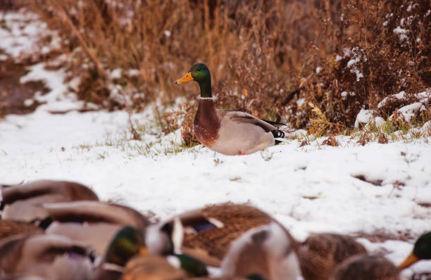 A Male Mallard Duck on Snow stock photo