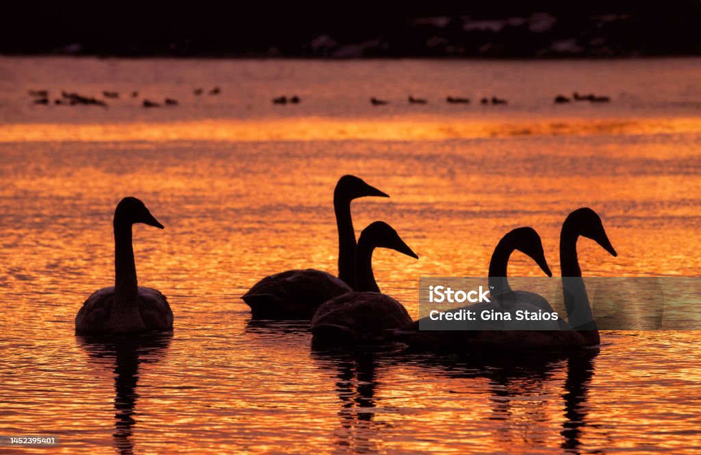 A Trumpeter Swan Family Swims at Sunset A trumpeter swan family swimming atop calm lake water during sunset on a late autumn evening in Toronto, Ontario, Canada. The colours of the sky reflect onto the water, turning it shades of orange. Animal Stock Photo