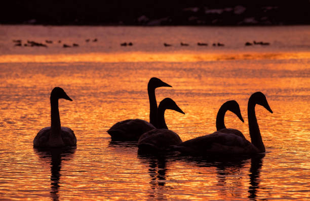 A Trumpeter Swan Family Swims at Sunset stock photo