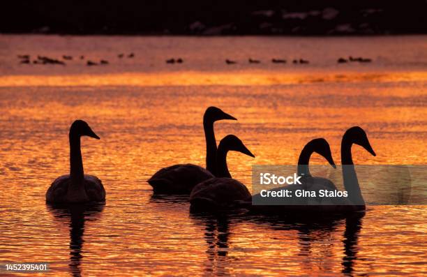 A Trumpeter Swan Family Swims At Sunset Stock Photo - Download Image Now - Animal, Animal Family, Animal Wildlife