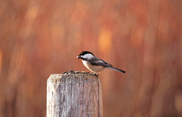 A Black-Capped Chickadee on a Fence Post stock photo