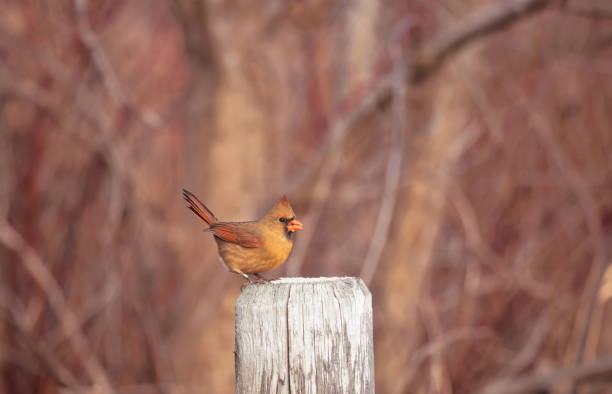 A Female Cardinal on a Fence Post stock photo