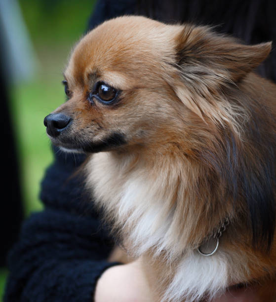 istock Close up of a dog looking away 1452395538