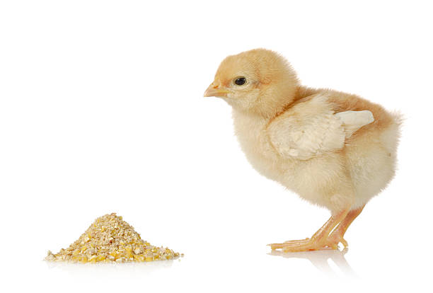 Baby chicken having a meal isolated on white