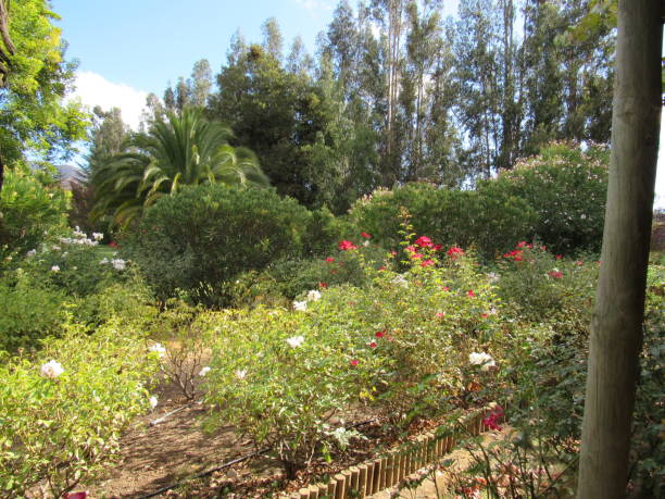 istock Beautiful garden at winery Chile 1452397031