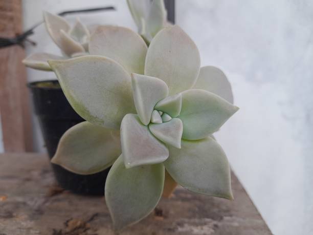 istock A beautiful Echeveria elegans succulent flower. 1452397168