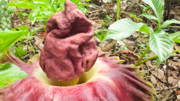 istock konjac plant flower. konjac plant or Amorphophallus konjac 1452397756