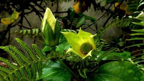 istock plant flower hibiscus - hibiscus 1452397759