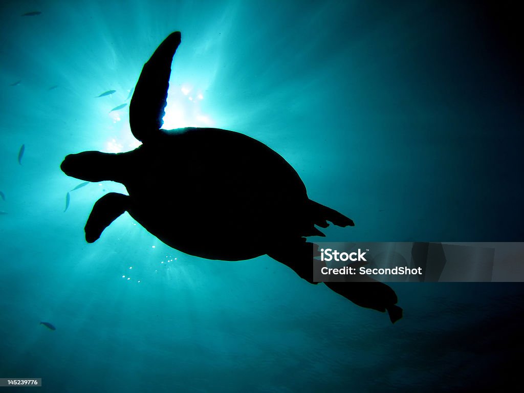 Turtle-silhouette - Lizenzfrei Borneo Stock-Foto