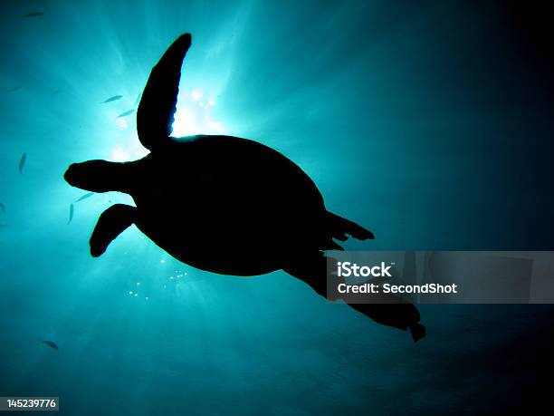 Turtlesilhouette Stockfoto und mehr Bilder von Borneo - Borneo, Chelonioidea, Fotografie