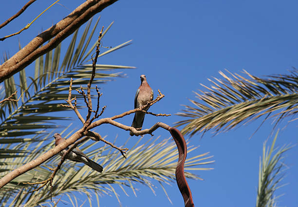 A wildlife scene in Egypt