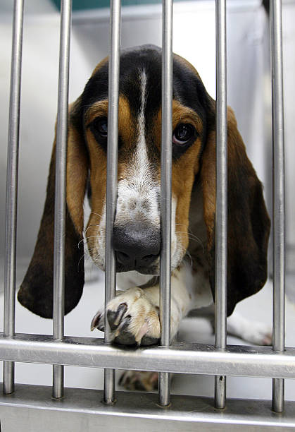 istock Basset hound in cage 145240076
