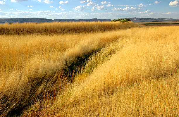 Żółty Grassland – zdjęcie