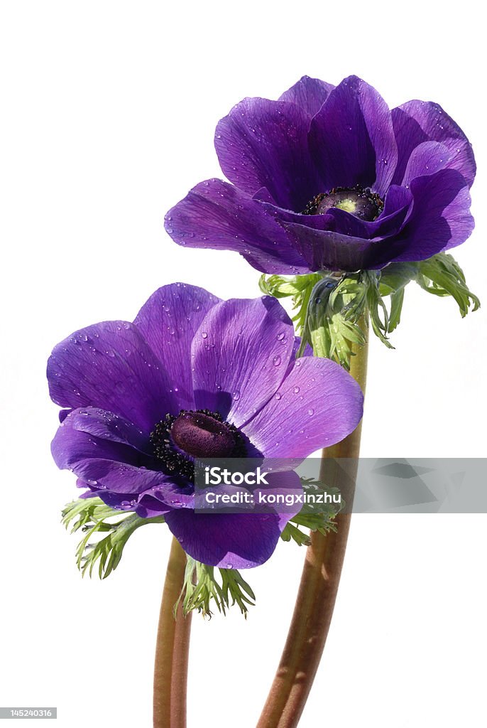 Púrpura anémona aislado sobre fondo blanco - Foto de stock de Agua libre de derechos