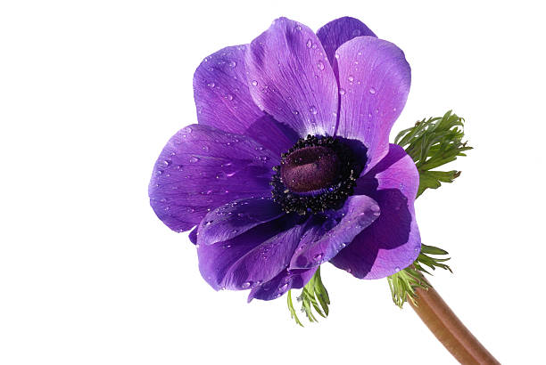 istock Purple anemone flower isolated on white background 145240319