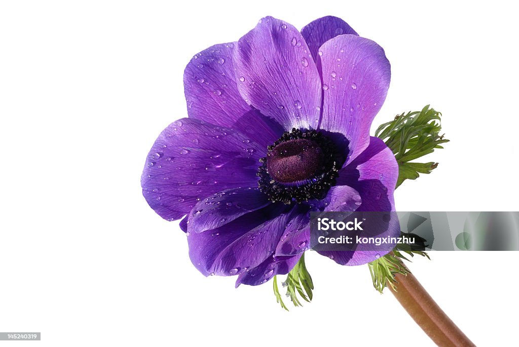 Purple anemone Kwiat na białym tle - Zbiór zdjęć royalty-free (Anemon)