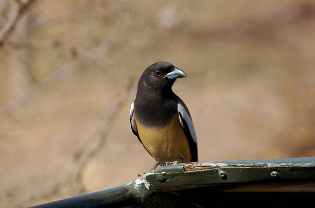 Rufous Treepie (Dendrocitta vagabunda) stock photo