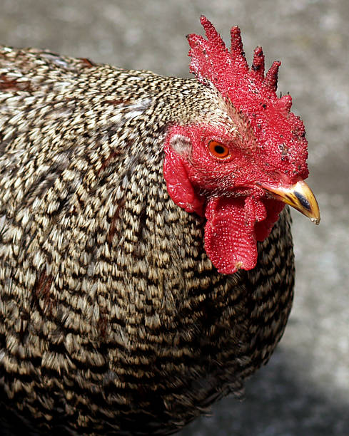 Chicken with mud on its beak stock photo