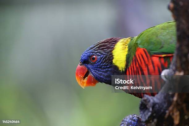 Lory Lorikeet At Kl Bird Park Stock Photo - Download Image Now - Animals In Captivity, Bird, Blue