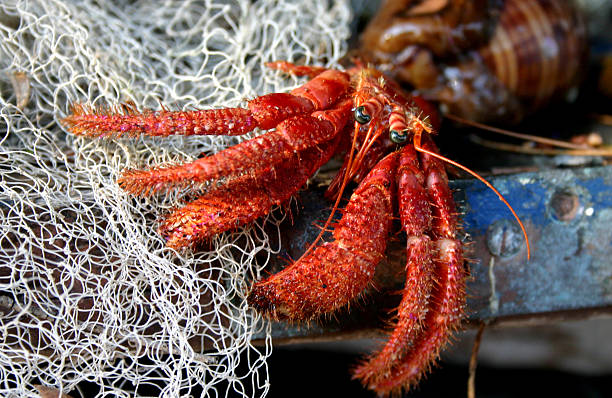 istock crab on the fishing net 145240560