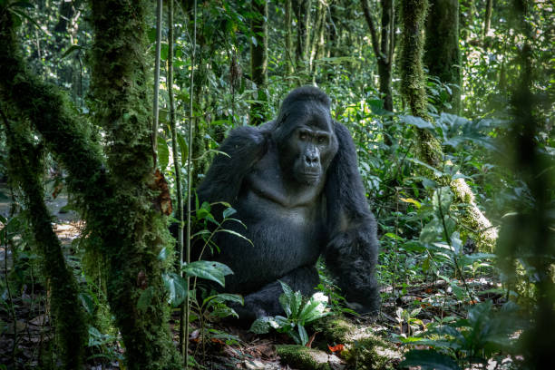 mâle à dos argenté - gorilla safari animals wildlife photography photos et images de collection