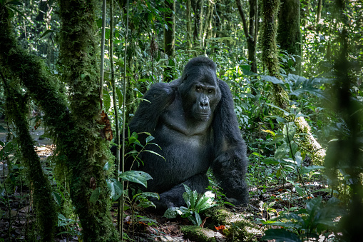 Gorilla in Volcanoes National Park sitting