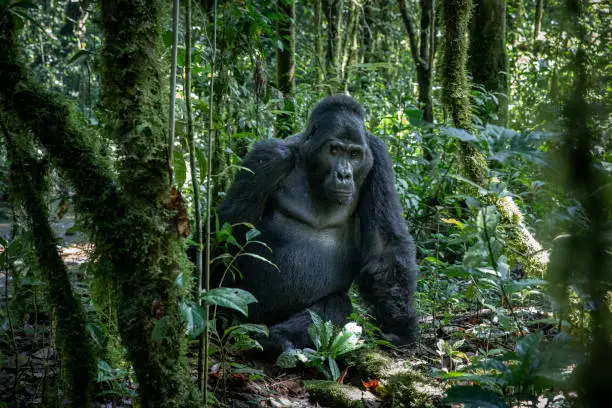 An imposing silverback mountain gorilla (Gorilla beringei beringei) sitting up among the trees of Uganda's Bwindi Impenetrable Forest.