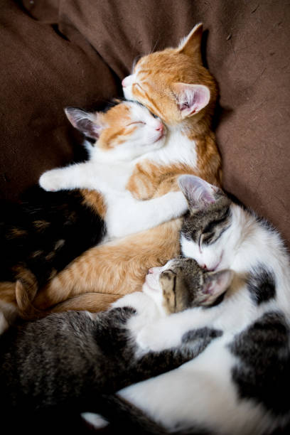 istock Adorable kittens all snuggled up sleeping together 1452406383