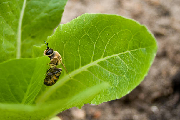 Cтоковое фото Пчела на зеленый лист