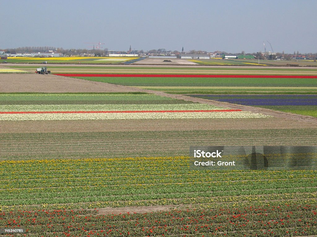 Bulb Field Dutch Bulb Field with Tractor Agricultural Field Stock Photo