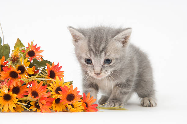 istock Gray Kitten and flowers 145240798