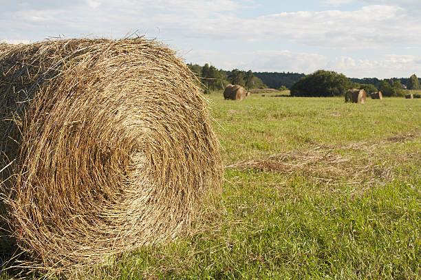 istock Hayrick on field harvest time 145240810