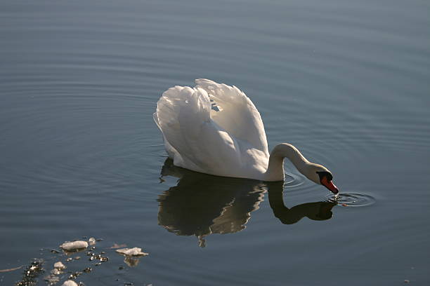 Swan drinking stock photo