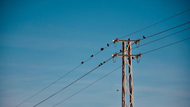 istock Flock Of Birds Perching On Power Cables 1452409660