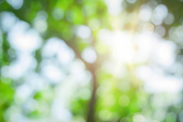 istock Abstract green foliage and tree in jungle blur with sun light spring summer. Farming concept on plant forest and environment day of farmer organic building sunshine on leaf herb lush soft in ecology. 1452410551