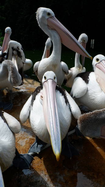 istock The Pelican Family 1452410621