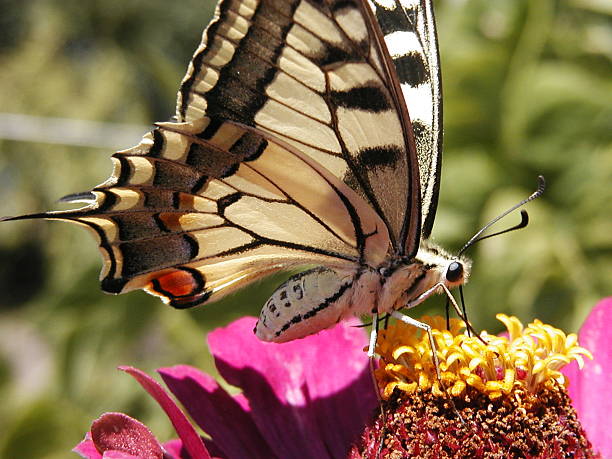 Butterfly stock photo