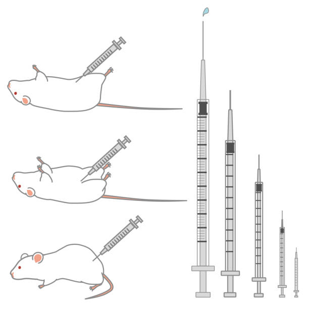Tracsim Injection 10+ Lab Rat Injection Ilustraciones de Stock, gráficos vectoriales ...