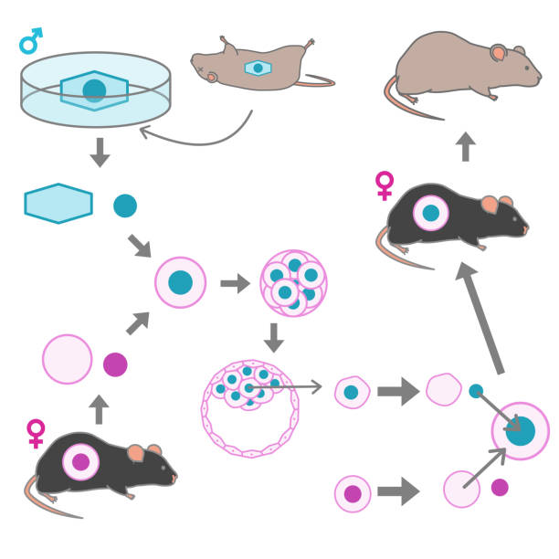 고정된 마우스에서 복제된 검은색 마우스를 만드는 과정을 설명하는 벡터 그림 - dead animal mouse dead body death stock illustrations