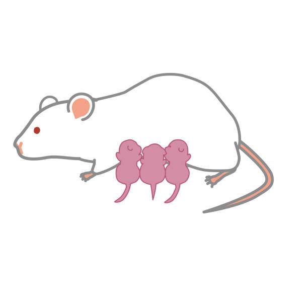 Lab Rats Drawing 40+ Lab Rat Drawing Stock Photos, Pictures & Royalty-Free Images - iStock