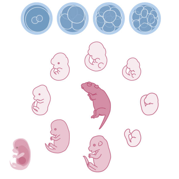 ilustrações, clipart, desenhos animados e ícones de ilustração vetorial do embrião do rato e do processo de crescimento do feto - fetus