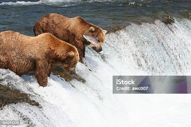 Foto de Ursos Pardos Pesca No Brooks Falls Alasca e mais fotos de stock de Alasca - Estado dos EUA - Alasca - Estado dos EUA, Animal selvagem, Cascata