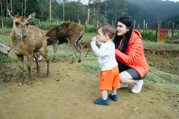 mãe asiática carregando seu bebê alimentando veados em deer farm - zoo agricultural fair child farm - fotografias e filmes do acervo