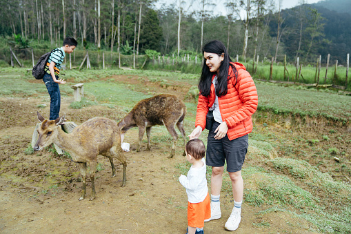 asian young mother with her child feeding deer in deer farm