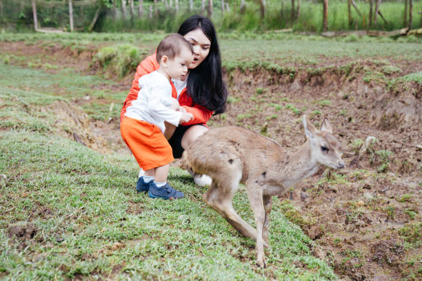 mãe asiática carregando seu bebê alimentando veados em deer farm - zoo agricultural fair child farm - fotografias e filmes do acervo