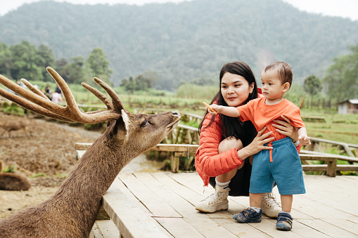 asian mother carrying her baby  Feeding Deer in Deer Farm