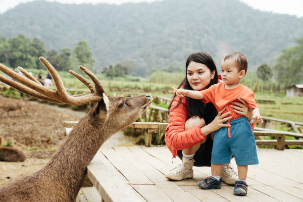 mãe asiática carregando seu bebê alimentando veados em deer farm - zoo agricultural fair child farm - fotografias e filmes do acervo