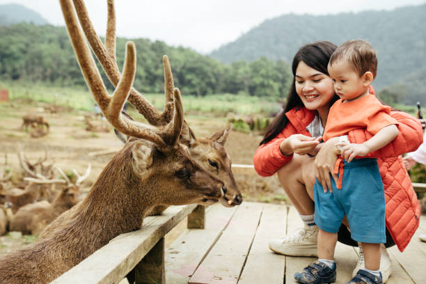 mãe asiática carregando seu bebê alimentando veados em deer farm - zoo agricultural fair child farm - fotografias e filmes do acervo