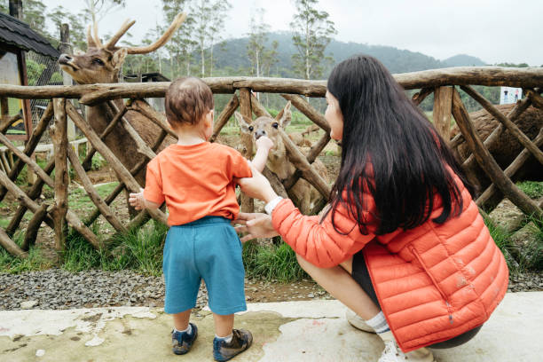 mãe asiática carregando seu bebê alimentando veados em deer farm - zoo agricultural fair child farm - fotografias e filmes do acervo